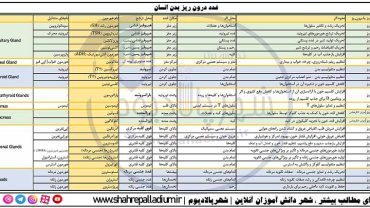 کامل‌ترین معرفی غدد درون ریز بدن انسان